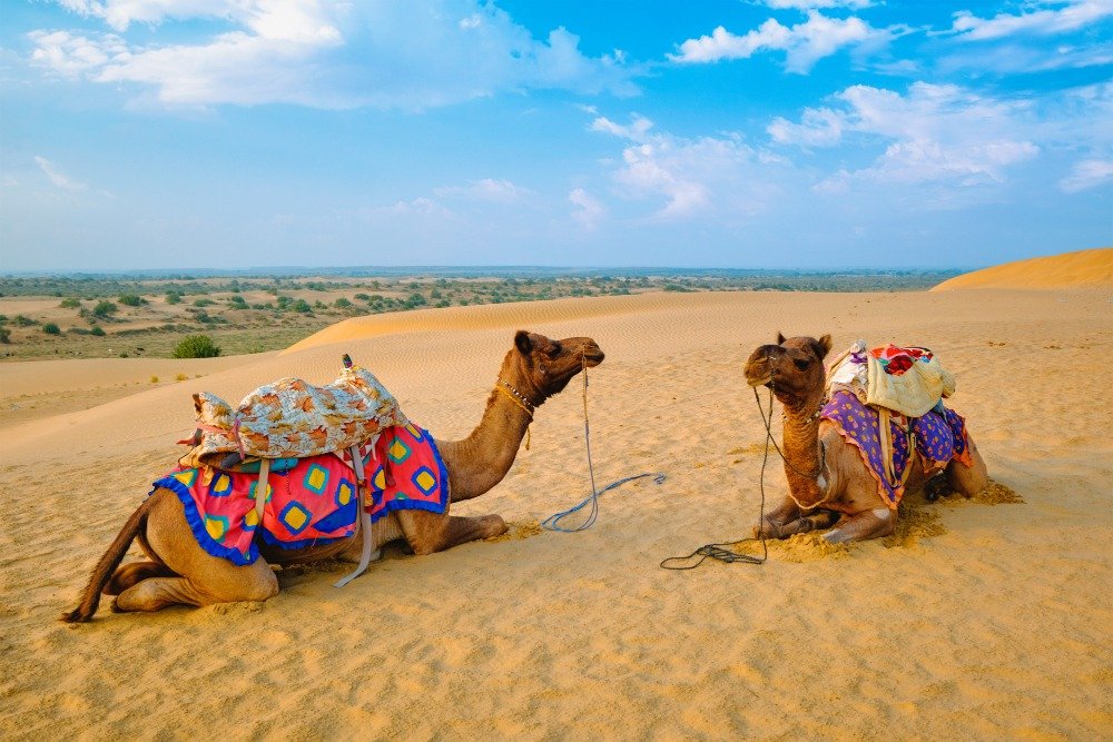 indian-camel-sand-dunes-thar-desert-sunset-jaisalmer-rajasthan-india