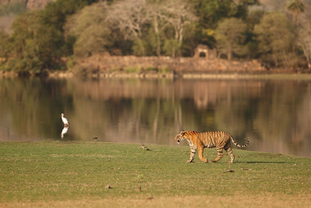 wild-royal-bengal-tiger-nature-habitat-ranthambhore-national-park wild-royal-bengal-tiger-nature-habitat-ranthambhore-national-park